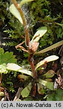 Saxifraga adscendens (skalnica dwuletnia)