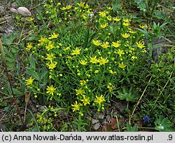 Saxifraga aizoides