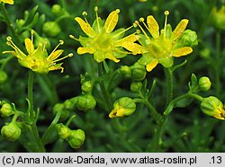 Saxifraga aizoides