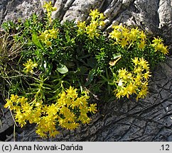 Saxifraga aizoides