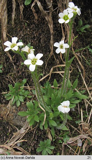 Saxifraga androsacea