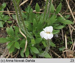 Saxifraga androsacea