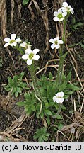 Saxifraga androsacea