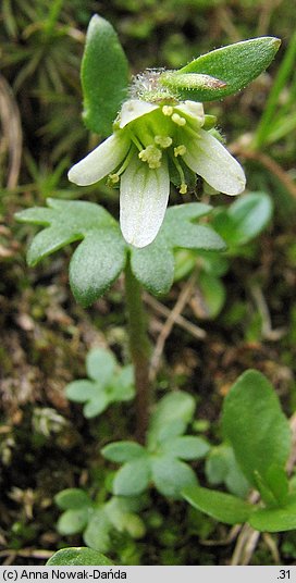 Saxifraga carpathica