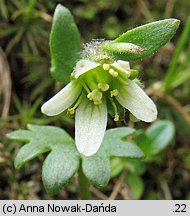 Saxifraga carpathica