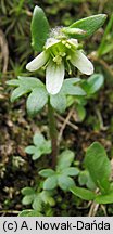 Saxifraga carpathica