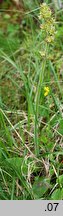 Saxifraga hieracifolia (skalnica jastrzębcowata)