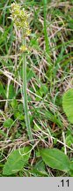 Saxifraga hieracifolia (skalnica jastrzębcowata)