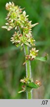 Saxifraga hieracifolia (skalnica jastrzębcowata)