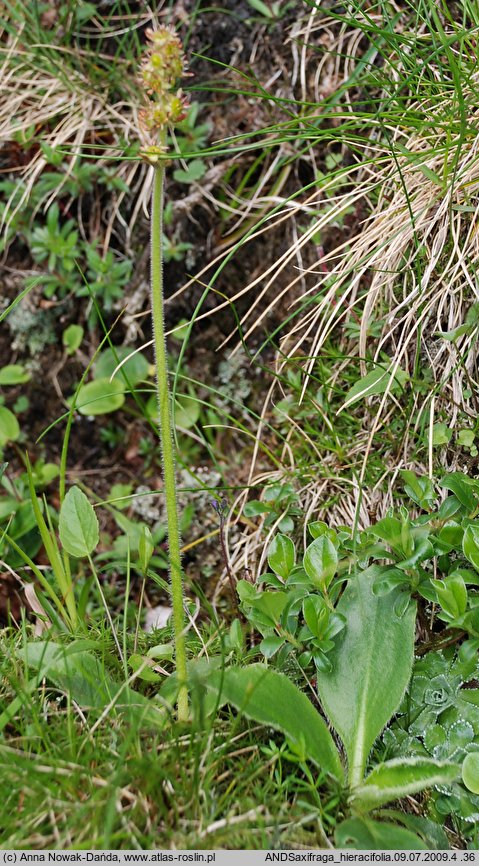 Saxifraga hieracifolia (skalnica jastrzębcowata)