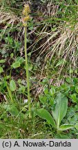 Saxifraga hieracifolia (skalnica jastrzębcowata)