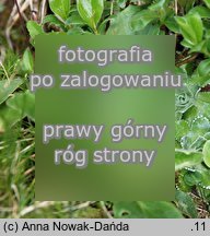 Saxifraga hieracifolia (skalnica jastrzębcowata)