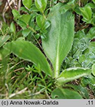 Saxifraga hieracifolia (skalnica jastrzębcowata)