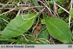 Saxifraga hieracifolia (skalnica jastrzębcowata)