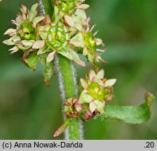 Saxifraga hieracifolia (skalnica jastrzębcowata)