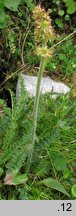 Saxifraga hieracifolia (skalnica jastrzębcowata)