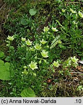 Saxifraga moschata