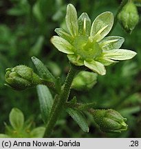 Saxifraga moschata