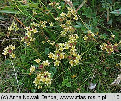 Saxifraga moschata