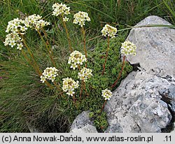 Saxifraga paniculata