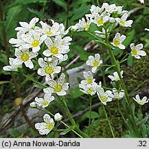 Saxifraga paniculata