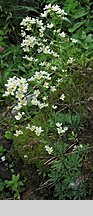 Saxifraga paniculata