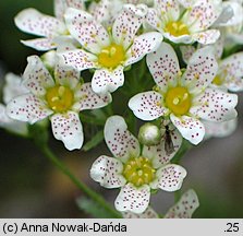 Saxifraga paniculata