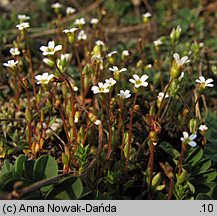 Saxifraga tridactylites (skalnica trójpalczasta)