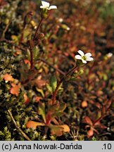 Saxifraga tridactylites (skalnica trójpalczasta)