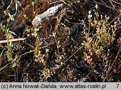 Saxifraga tridactylites (skalnica trójpalczasta)