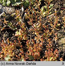 Saxifraga tridactylites (skalnica trójpalczasta)