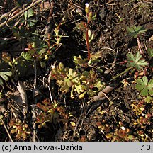 Saxifraga tridactylites (skalnica trójpalczasta)