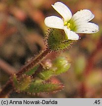 Saxifraga tridactylites (skalnica trójpalczasta)