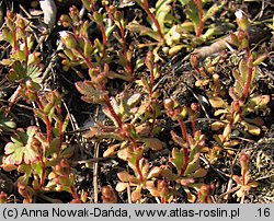 Saxifraga tridactylites (skalnica trójpalczasta)