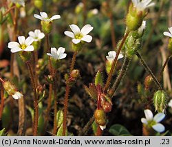 Saxifraga tridactylites (skalnica trójpalczasta)