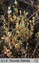 Saxifraga tridactylites (skalnica trójpalczasta)