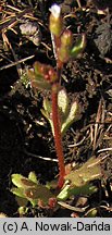 Saxifraga tridactylites (skalnica trójpalczasta)