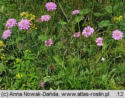 Scabiosa lucida