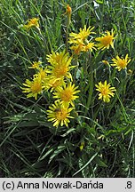 Scorzonera humilis (wężymord niski)