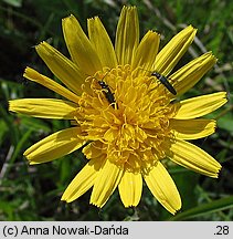 Scorzonera humilis (wężymord niski)