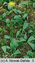 Scorzonera humilis (wężymord niski)