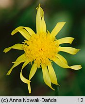 Scorzonera humilis (wężymord niski)