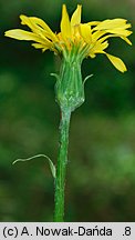 Scorzonera humilis (wężymord niski)