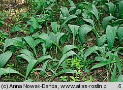 Scorzonera humilis (wężymord niski)