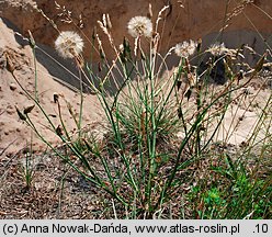 Scorzonera purpurea