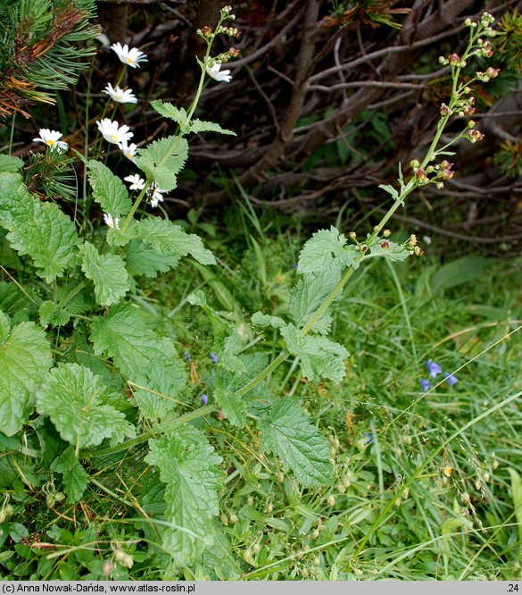 Scrophularia scopolii (trędownik omszony)