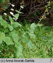 Scrophularia scopolii (trędownik omszony)