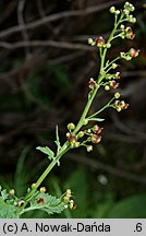 Scrophularia scopolii (trędownik omszony)