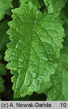 Scrophularia scopolii (trędownik omszony)