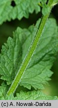 Scrophularia scopolii (trędownik omszony)